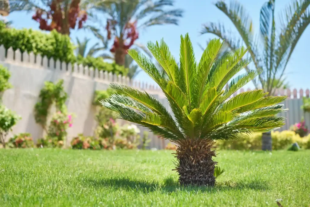 A neatly trimmed, vibrant green lawn in Winter Haven, FL features a small cycad plant with feathery leaves, highlighting the results of expert residential lawn mowing and professional lawn care services; additional landscaping and a sunlit fence complete the background.